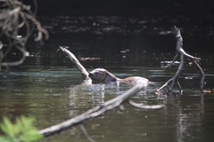 Lontra provocax