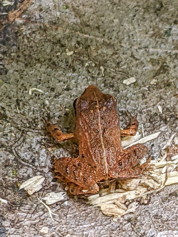 Craugastor bransfordii (Cope, 1886)