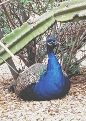 Pavo