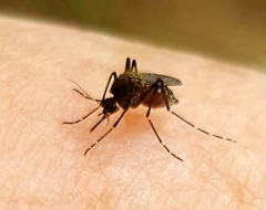 Ochlerotatus