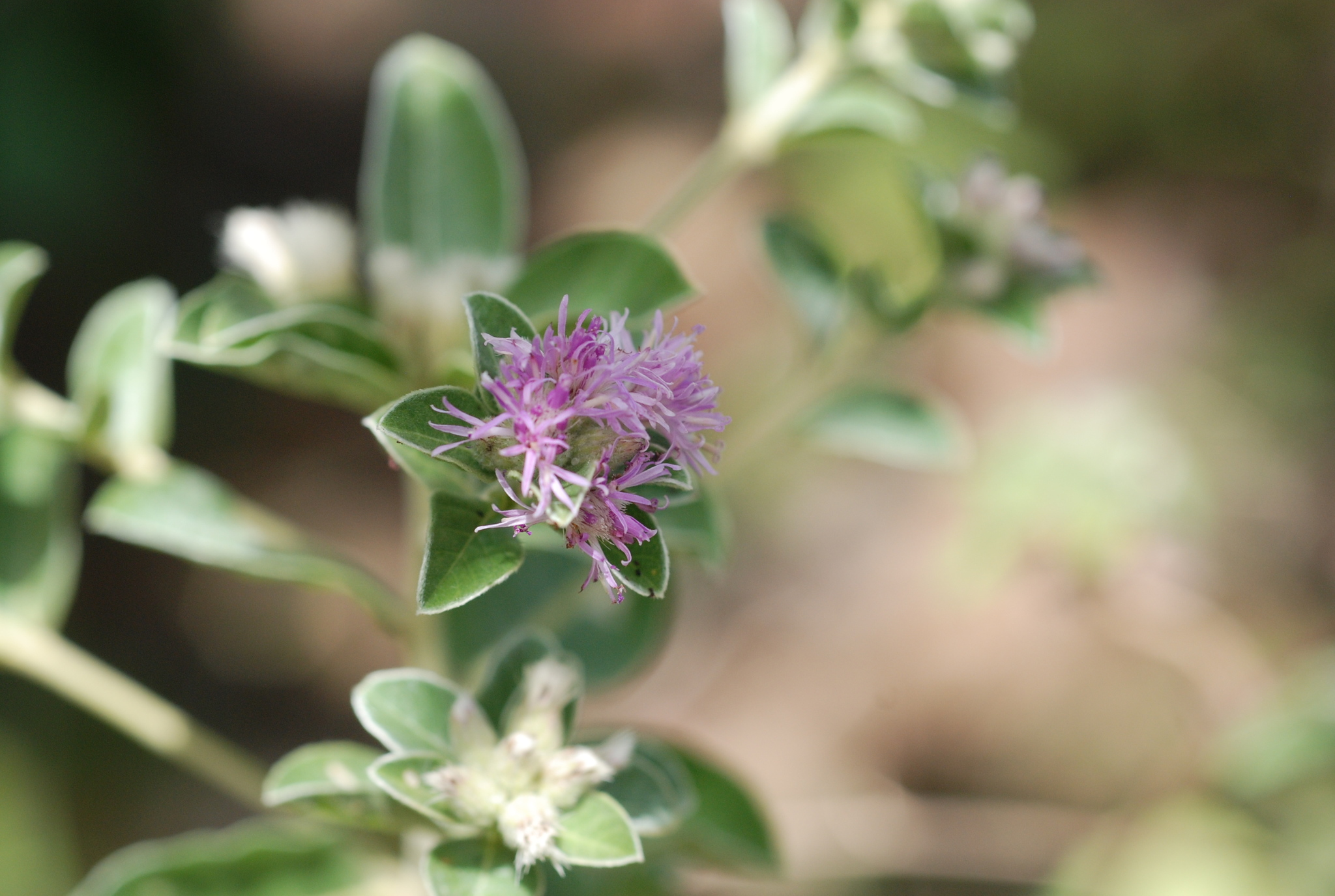 Lepidaploa proctorii