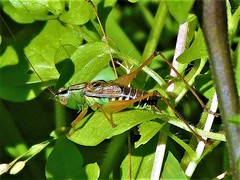Conocephalus semivittatus