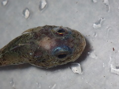 Malacocottus zonurus