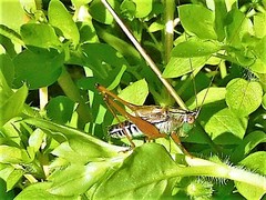 Conocephalus semivittatus