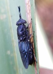 Hermetia sexmaculata