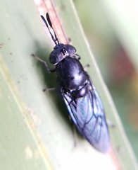 Hermetia sexmaculata