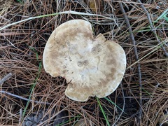 Clitopaxillus alexandri