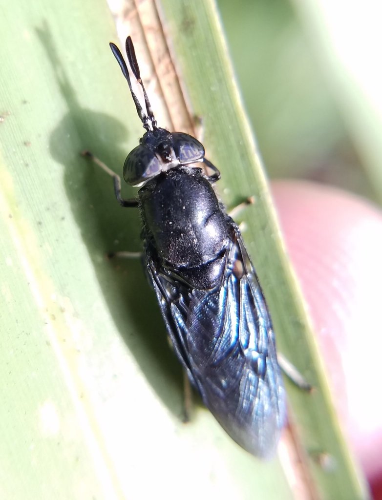 Hermetia sexmaculata