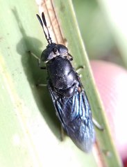 Hermetia sexmaculata