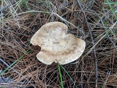 Clitopaxillus alexandri