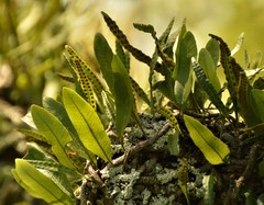 Microgramma mortoniana