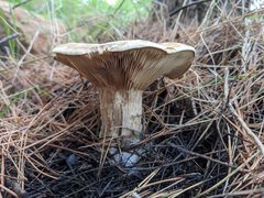 Clitopaxillus alexandri