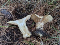 Clitopaxillus alexandri