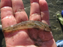 Lepidogobius lepidus
