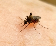 Ochlerotatus
