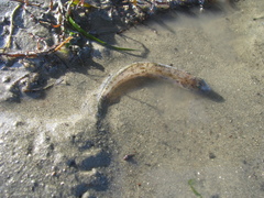 Lepidogobius lepidus