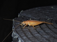 Aphonoides rufescens