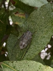 Cicada mordoganensis