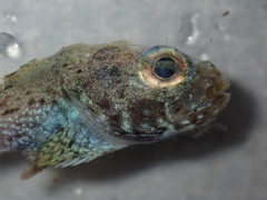 Malacocottus zonurus
