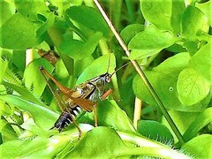 Conocephalus semivittatus