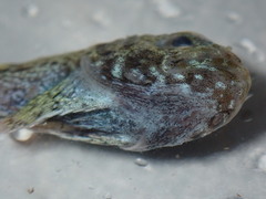 Malacocottus zonurus