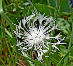 Centaurea napulifera