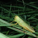 Hieroglyphus - Photo (c) orthoptera-jp, some rights reserved (CC BY-NC), uploaded by orthoptera-jp