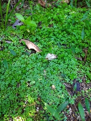 Callitriche muelleri