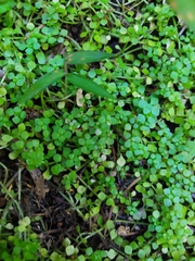 Callitriche muelleri