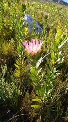 Protea compacta
