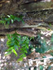 Tmesipteris sigmatifolia