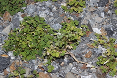 Oxalis incarnata