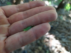 Tmesipteris sigmatifolia