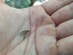 Tmesipteris sigmatifolia