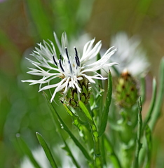 Centaurea napulifera