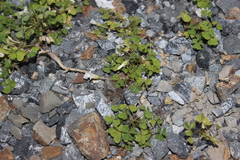 Oxalis incarnata