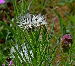 Centaurea napulifera