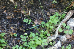 Cardamine chlorina