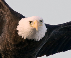 Haliaeetus leucocephalus