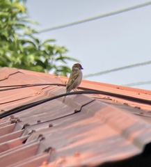 Passer montanus