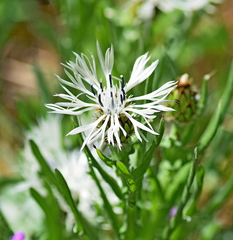 Centaurea napulifera