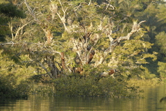 Macrolobium acaciifolium