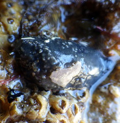 Neoamphicyclus mutans