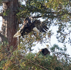 Haliaeetus leucocephalus