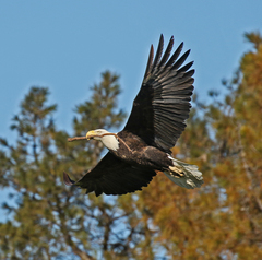 Haliaeetus leucocephalus