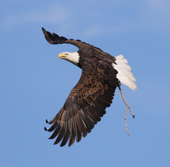 Haliaeetus leucocephalus