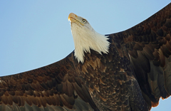 Haliaeetus leucocephalus