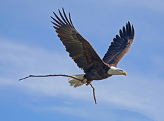 Haliaeetus leucocephalus