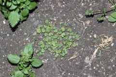 Hydrocotyle microphylla