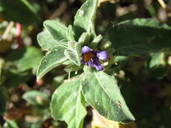 Dyschoriste hirsutissima